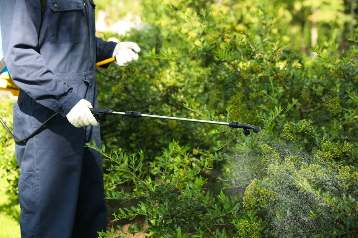 A technician treating a hedge