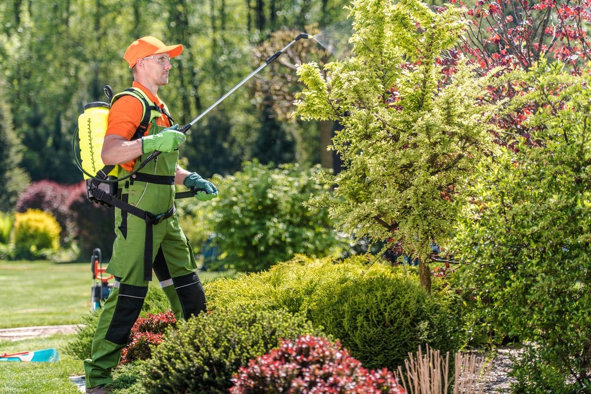 A technician treating plants in a landscaped yard beside a home